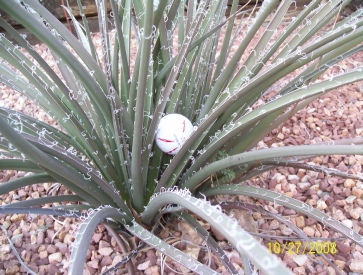AloePlantGolfBall